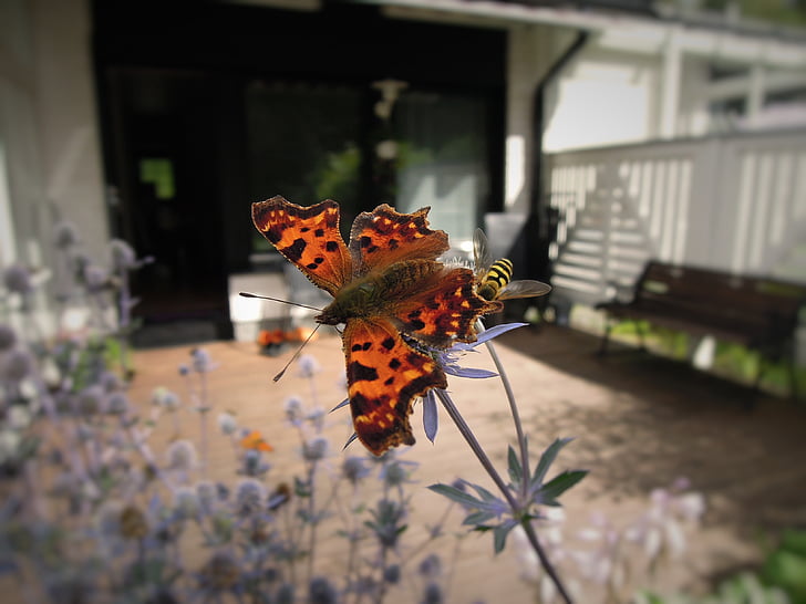 borboleta, inseto, animal, animais, casa com terraço, Finlandês, Bug