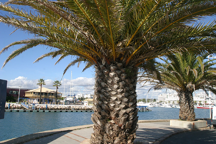 portugal, sea, palm trees, mood