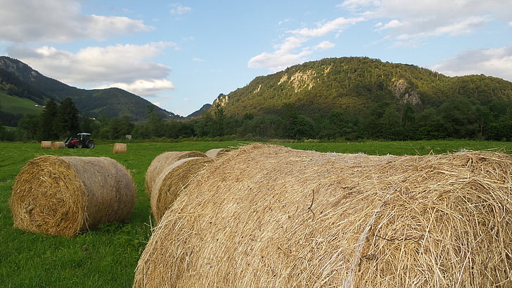 hay, harvest, agriculture, hay bales, rural, cattle feed, landscape