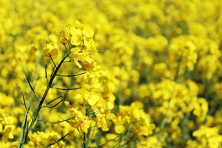 oilseed rape, field of rapeseeds, yellow, crops, blossom, bloom, plant