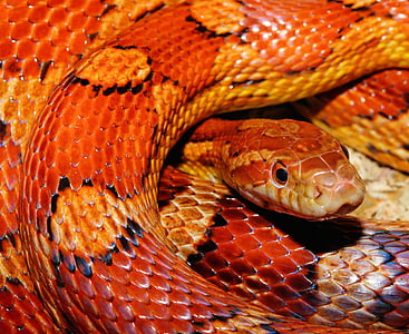 Close-up, serpiente de maíz, reptil, serpiente, flora y fauna