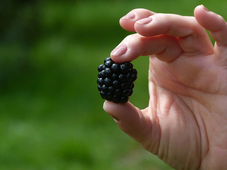 BlackBerry, fruta, Berry, dulce, negro, delicioso, sabrosa