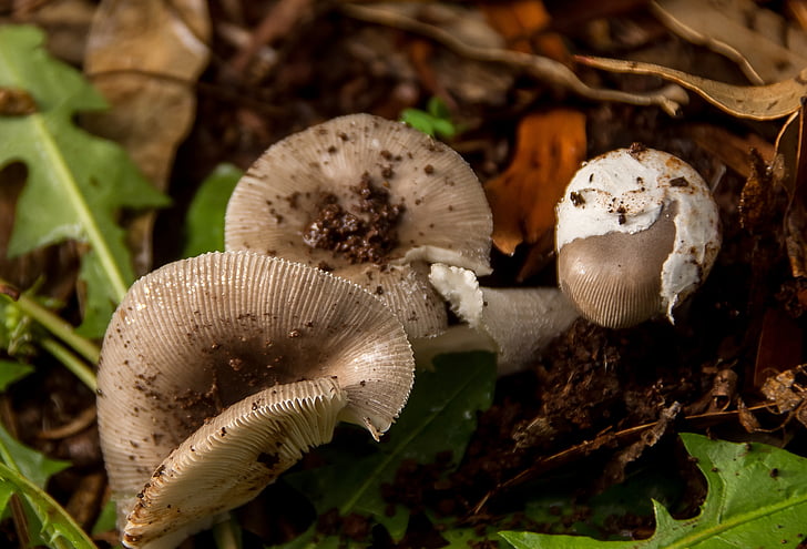 fungus, cream, brown, mushrooms, wet, texture, forest