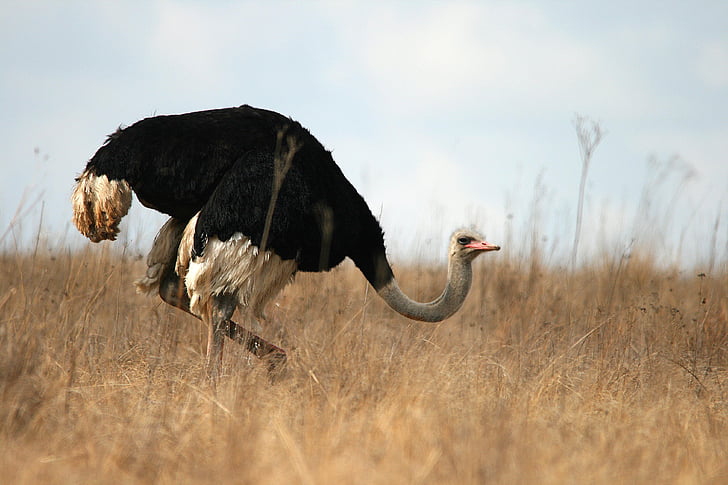 wild, game, ostrich, wildlife, reserve, park, neck