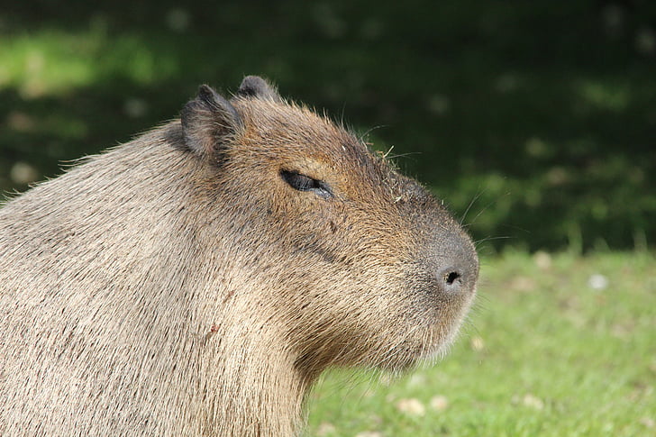 Capybara, rongeur, hydrochoerus hydrochaeris, nanga, Caviidae