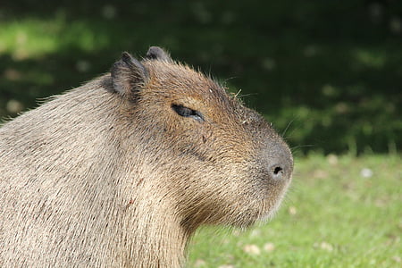 capybara, grauzēji, hydrochoerus hydrochaeris, nager, caviidae