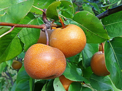 asian pear, fruit, pear, gardening, nature, food, agriculture