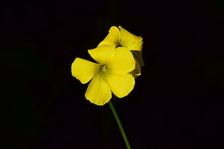 Oxalis corniculata, άνθος, άνθιση, Κίτρινο, κίτρινα άνθη, Κλείστε, κίτρινο λουλούδι