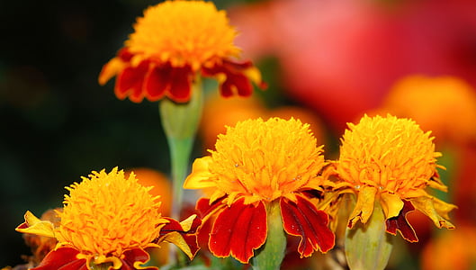 marigold, plant, flowers, nature, color, garden, orange