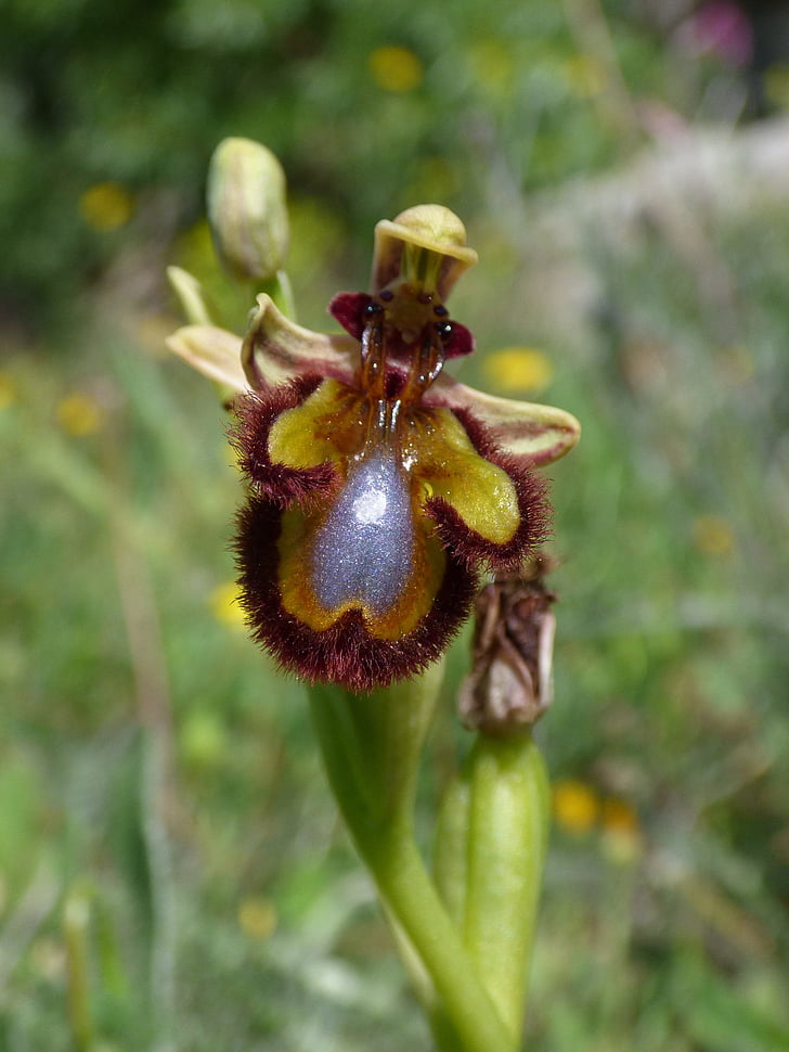 ophrys Spekulum, tempat pemeliharaan lebah, abellera, Anggrek, Priorat, Montsant, Close-up