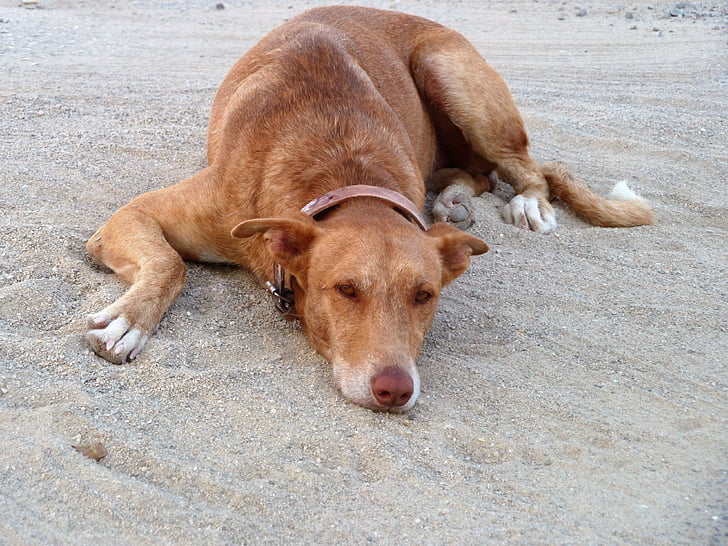 animal, cão, praia, Relaxe, descanso, são, animais de estimação