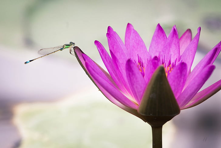 lotus, pond, damselfly, summer, nature, lotus Water Lily, water Lily