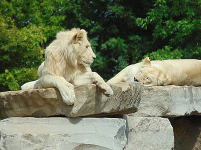 lion, wild animal, africa, feline, mammal, mane, rest