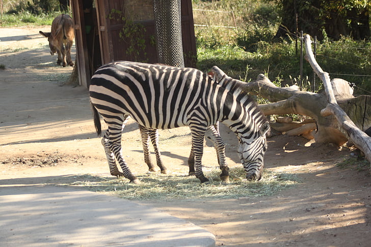 Зебра, Everland zoo, Дикая природа, животное, млекопитающее, Африка, Природа