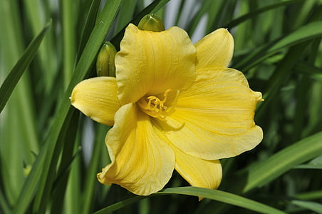 daylily, Hoa, thực vật, Blossom, nở hoa, màu vàng, Sân vườn