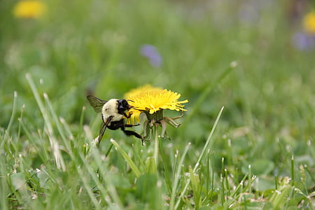 蜜蜂, 蒲公英, 春天, 黄色, 花, 宏观, 夏季