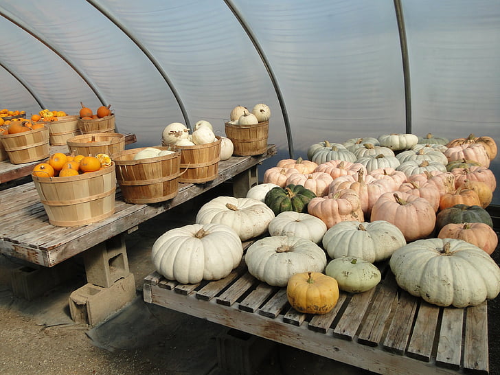 pumpkins, squash, flat, fall, autumn, farming, agriculture