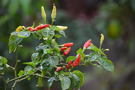 chili, bush, spices, tree, plant, red, hot