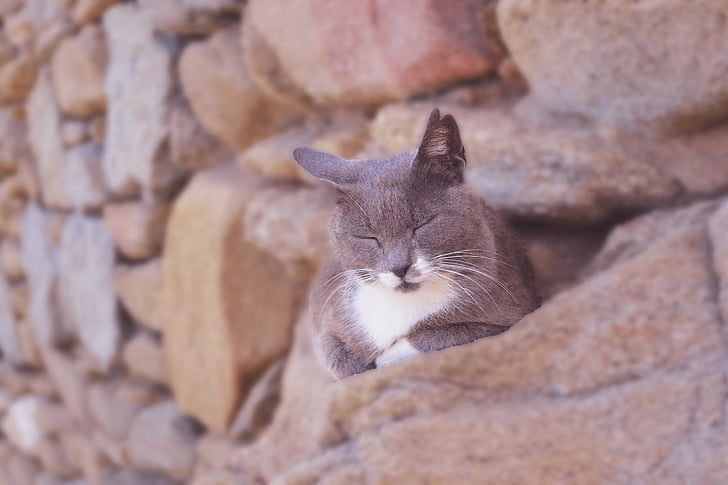 眠り猫, 毛皮で覆われた灰色の猫, かわいい, 愛らしい, ミコノス島を石垣します。, 毛皮のような, ネコ科の動物