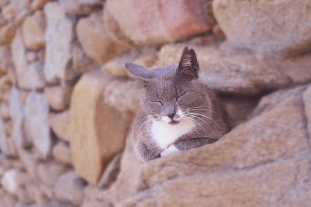 kat in slaap, harige grijze kat, schattig, schattig, Stonewall in mykonos, harige, Feline