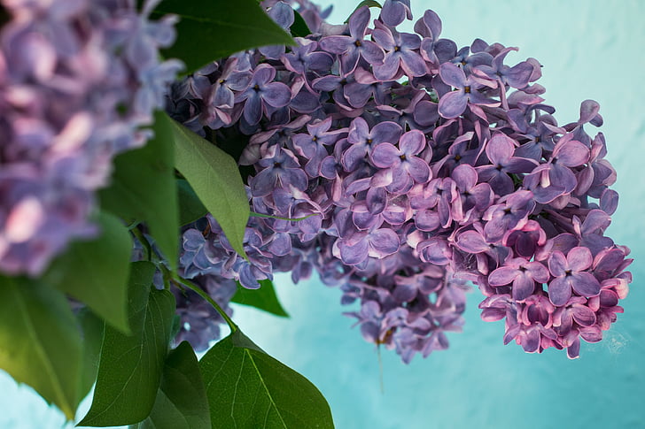 Lilac, chi tử đinh hương, Tổng thống Bush, màu tím, màu tím, nở hoa, cây ô liu