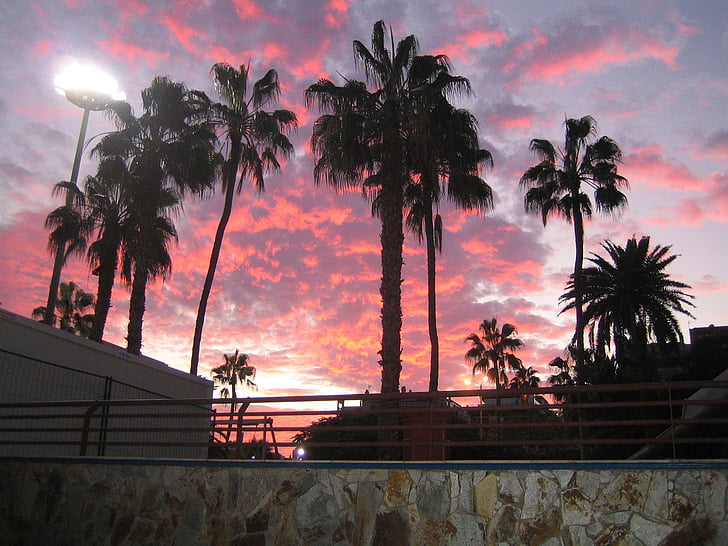 palmeres, Palma, arbre, cel, posta de sol, Gran Canària, Afterglow