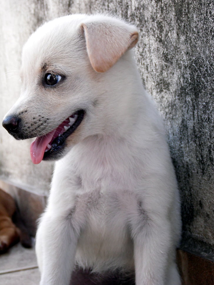 animal, dog, puppy