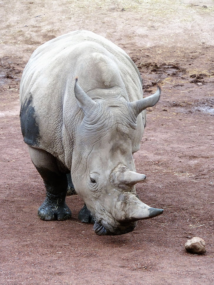 animal, Rhino, Corne, espèces menacées d’extinction, rhinocéros