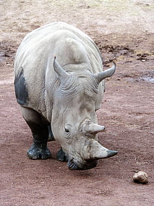 Tier, Rhino, Horn, gefährdete Arten, Nashorn