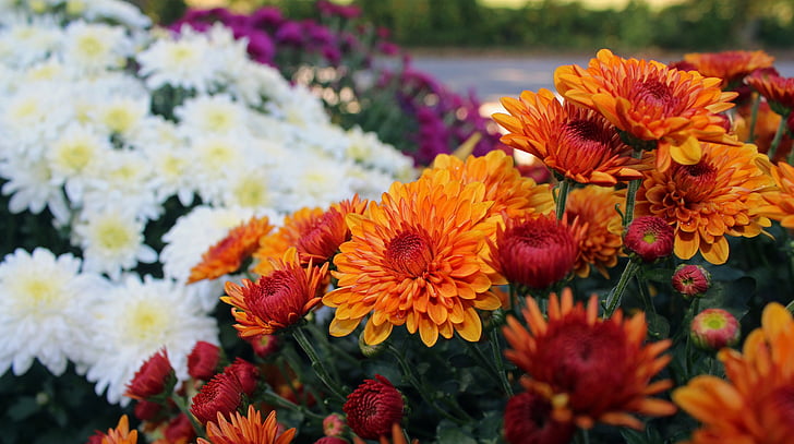 mame, oranžna, padec, jeseni, cvet, narave, cvetlični