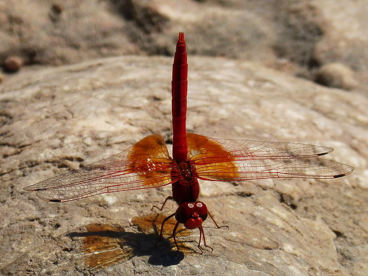 Dragonfly, röd, insekt, detalj