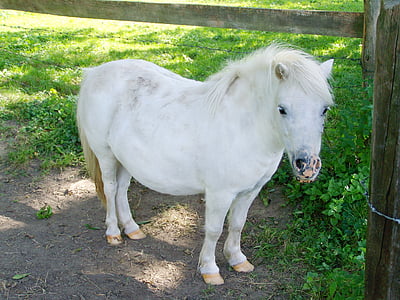 white pony, small white horse, hoofed animals, park, farm, little, horse