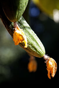 αγγούρι, «Cucumis sativus», Cucurbitaceae, οικονομικά σημαντικές, φυτικά τέχνης, χρήση, φάτε