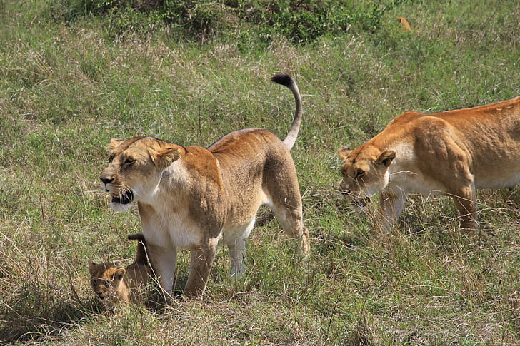 Лъв, семейство, бебе лъв, Африка, сафари, природата, Национален парк