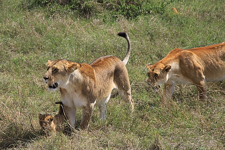 Lew, Rodzina, dziecko lew, Afryka, Safari, Natura, park narodowy