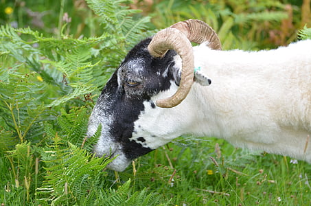 goat, aries, bock, horn, sheep, ram, wool