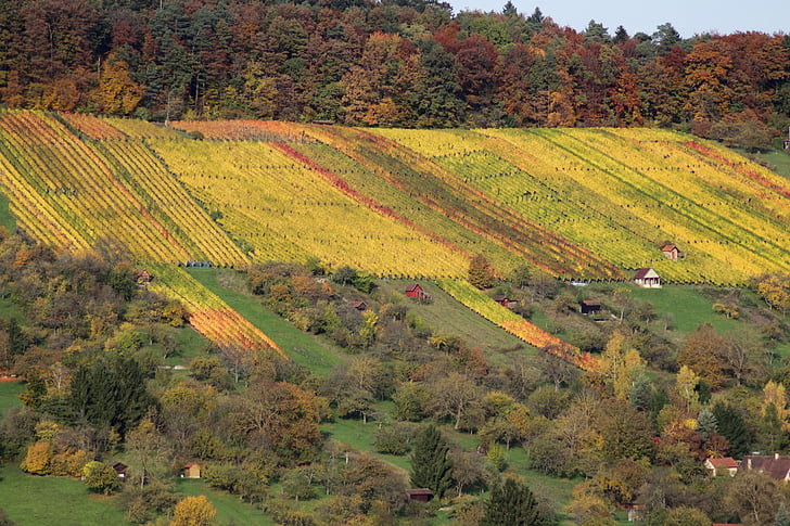 Виноградник, Осень, Природа, пейзаж, яркий, завод