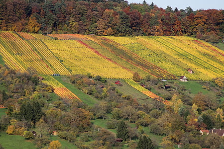 kebun anggur, musim gugur, alam, pemandangan, cerah, tanaman