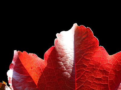 Maple, daun maple, daun, daun, warna-warni, warna, berwarna