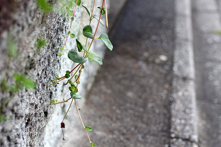 væg, cement, gammel væg, fortov, plante, Creeper, blade
