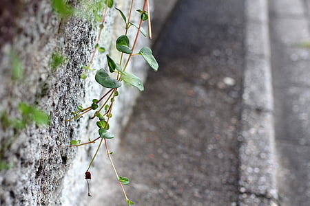 wall, cement, old wall, sidewalk, plant, creeper, leaves