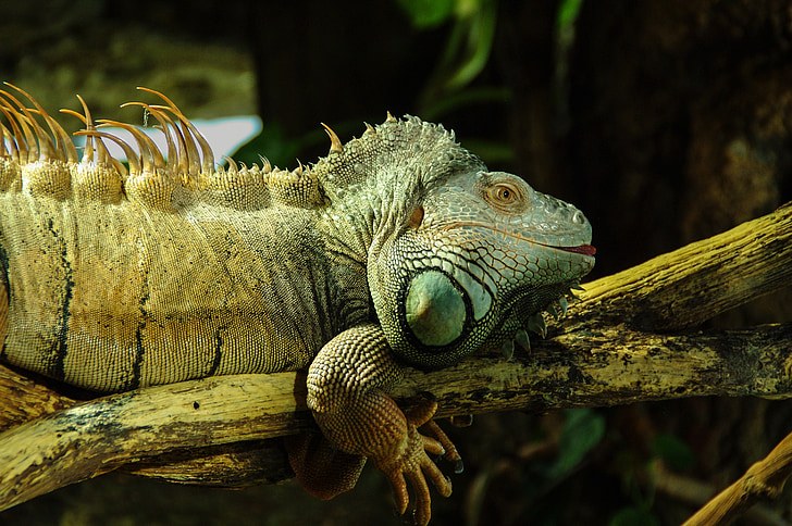 iguana, reptilă, iguanidae, verde, soparla, kaltblut, animale