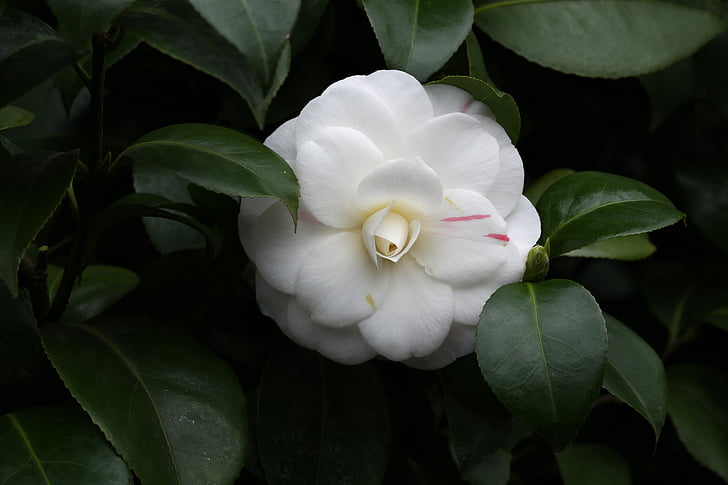 blomster, Camellia, rajec jestrebi, hvit
