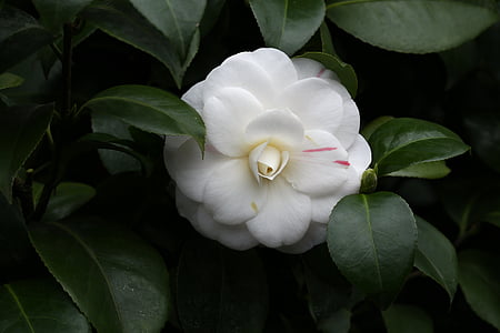 flori, Camellia, rajec jestrebi, alb