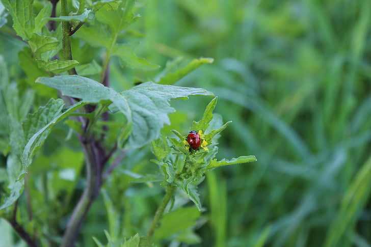 Ladybug, insectă, natura, plante