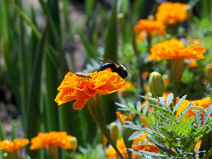 lebah, serangga, alam, bug, serbuk sari, bunga, Orange