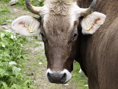 母牛, 贝尔, 瑞士, 自然, 动物反刍, 吃草, 农业