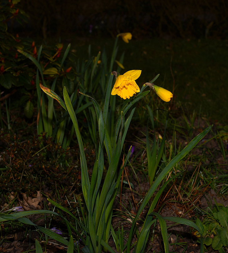 Narcis, Narcis, proljeće, žuta, cvijet, cvatu, cvijet