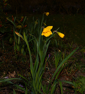 daffodil, narcissus, spring, yellow, blossom, bloom, flower