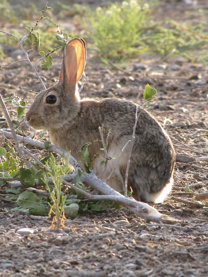 lapin à queue blanche du désert, lapin, Bunny, lièvre, faune, nature, mignon
